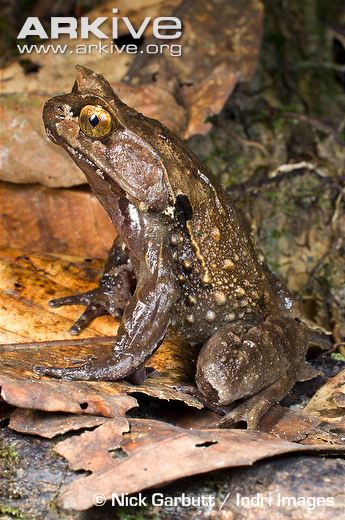 taxo4254 Megophrys nasuta